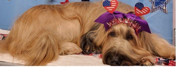 Annabelle (Briard)