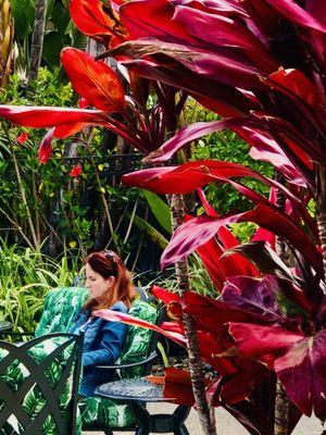 Red leafed plant