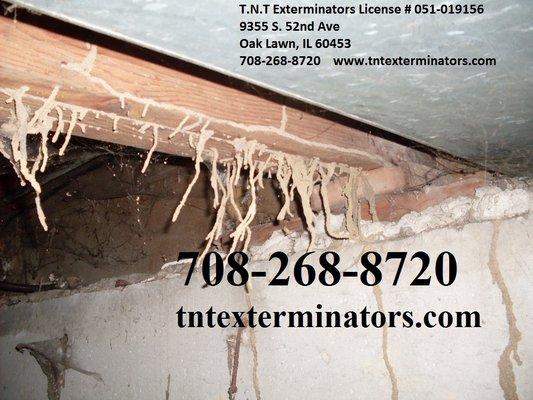 Termite shelter tubes in a crawl space