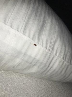 Bed bugs !!!!