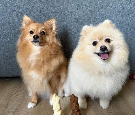 Our Pomeranian parents are truly wonderful examples of the breed, both in temperament and appearance.