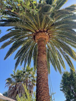 Cleaning palm tree.