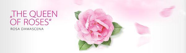 Organic rose oil,
Skin care products for everyone of all ages.