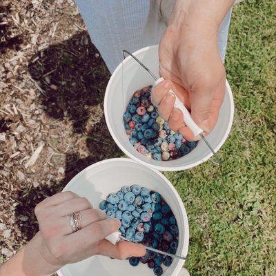 They supply you with buckets for your blue Berry picking and then they move them into containers to weigh and charge you by weight!