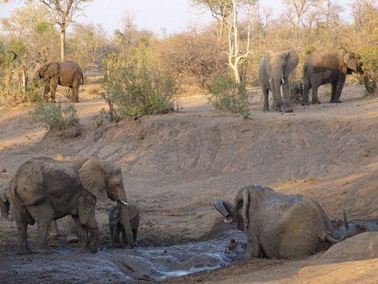 Elephants at a the watering hole