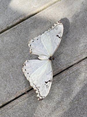 White morpho that landed on my daughter.