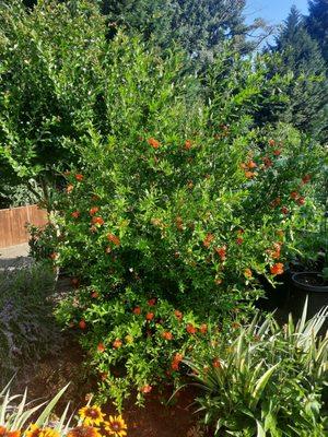 The Pomegranate tree has gotten quite big a few years after we received it from One Green World.