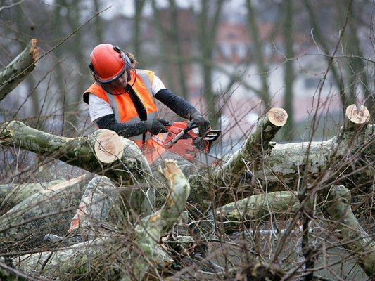 Leftover tree stumps can be unsightly eyesores on your North Port.property, and can also pose a safety hazard if they are not...