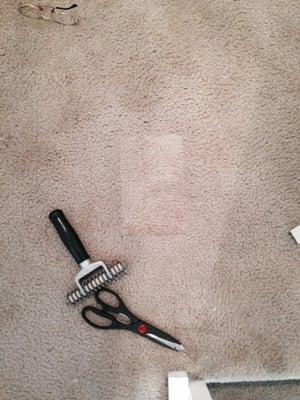 Cut out damage carpet.   Finished !!!