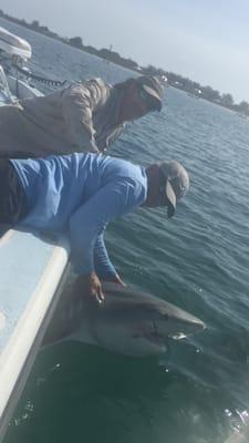 10 foot shark caught off the cost of Bokeelia