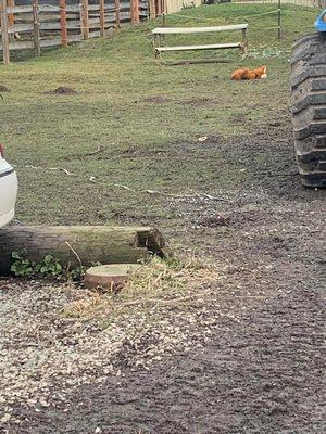 Electrical wiring on ground where horses bolt towards their pasture