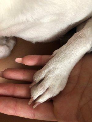 Dog paw