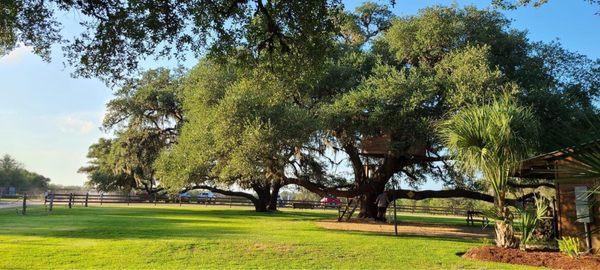 Beautiful Oaks