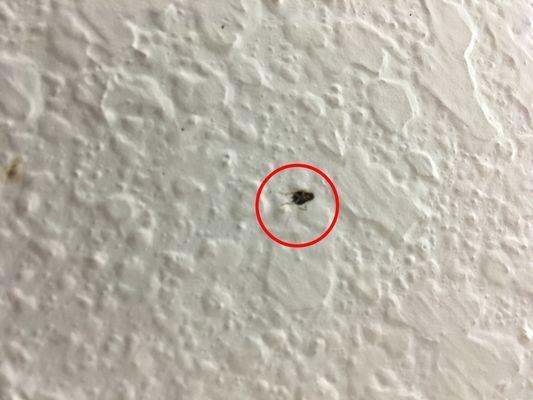 Dead roach on the wall