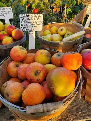 This Zabergau Reinette was my favorite