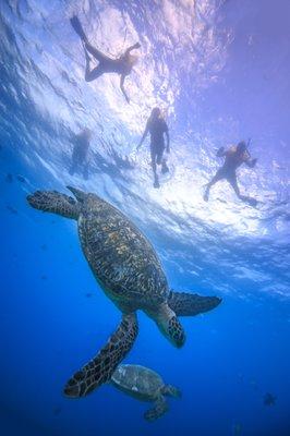 Living Ocean Tours