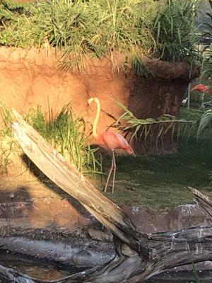 Flamingo