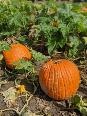 Pumpkin patch