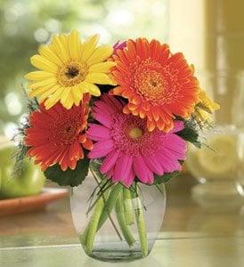 Beautiful Summer Gerbera Daisys