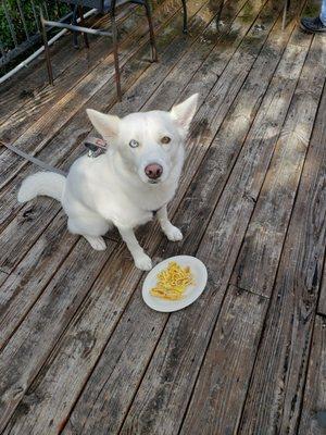 Plain scrambled eggs for my dog