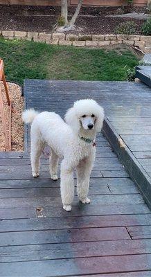 Standard poodle