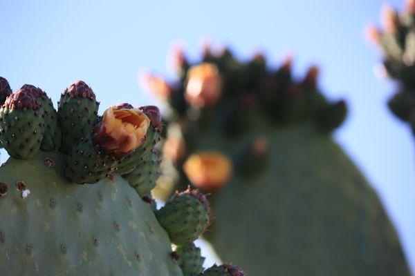 The Pet Cemetery of Tucson