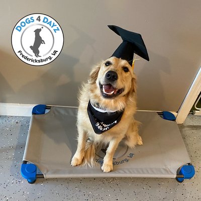 Dogs 4 Dayz Board & Train Graduate Britney!