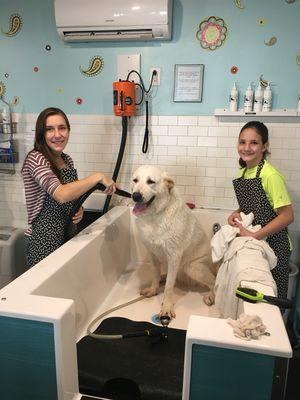 Customers washing their own dog.