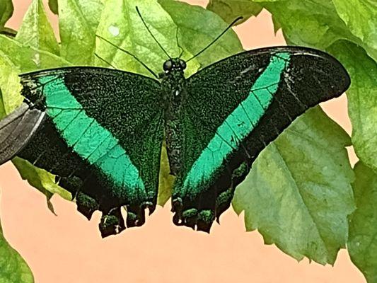 butterfly with damaged wing from handling