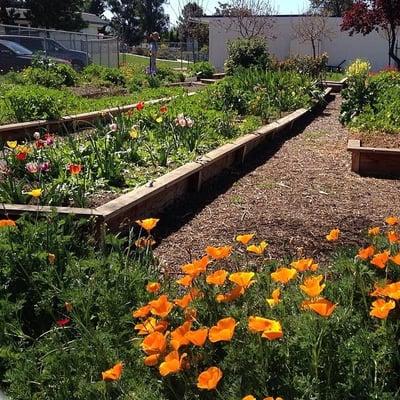 Ruskin School Garden in Spring