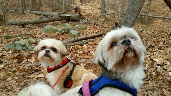 The white, red and yellow trails can be slightly rugged, so make certain your dogs are slightly rugged as well.