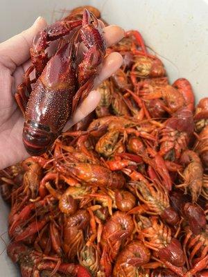 BOILED CRAWFISH DAILY WHEN IN SEASON