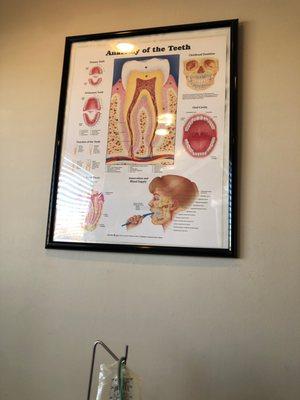 Anatomy of the Teeth  wall poster in the rooms