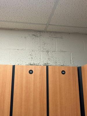 Mold on walls