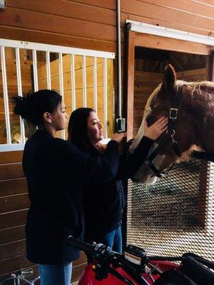 Petting the horse ... fun!