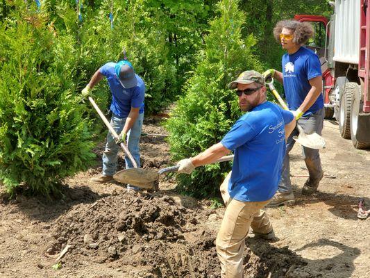 Southbury Tree Service planting 35 new trees for our customer