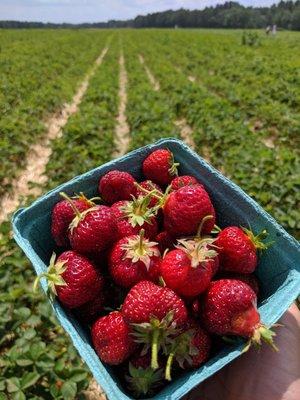 Fresh strawberries