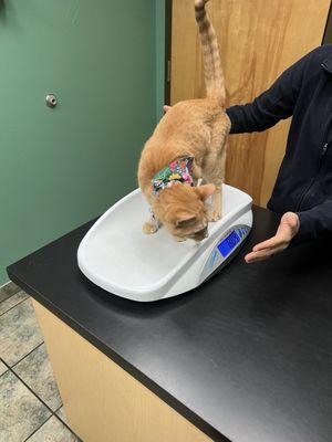 Teresa being weighed by Lucia, an awesome vet tech.