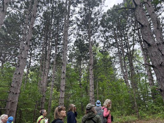 Pines!   Birdwatching group-we heard & saw lots of birds!