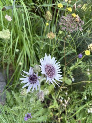 Amazing perennials