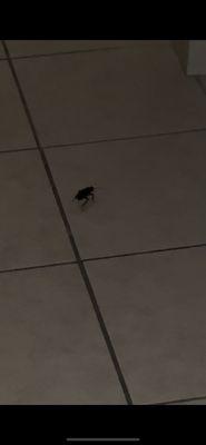 Giant roach in bathroom