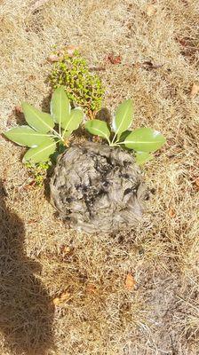 Bald-faced hornets nest