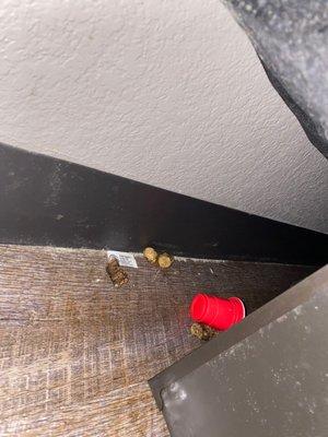 Poop behind bed