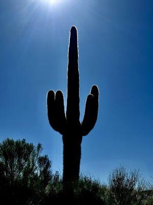 What is this five finger cactus doing? ;)