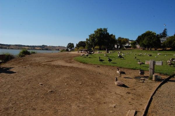 Overview of the park showing the local avian residents and picnic area.