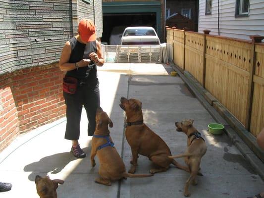 Rosa and pups paying attention!