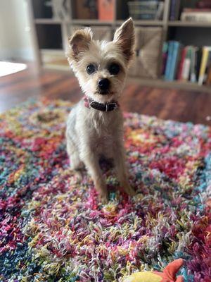 A terrible Yorkie haircut