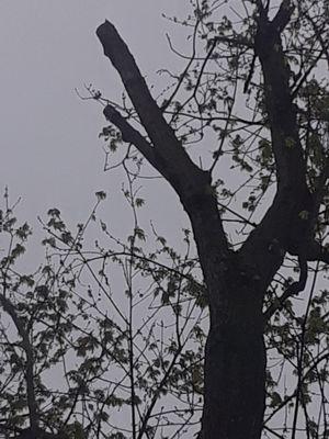 Huge Branch that they only cut half of and left...did not cut of at the Y section.