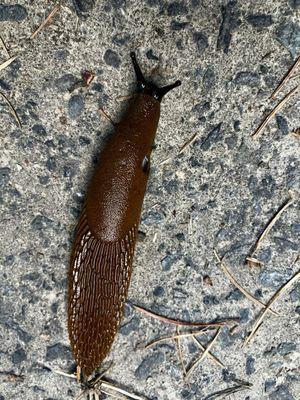 Arion slug