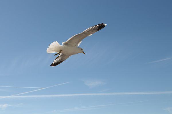 Seagull -In Flight